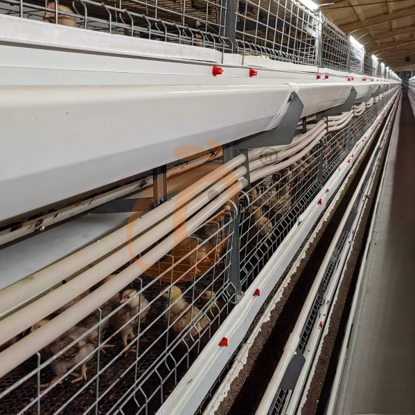 Battery cage system for brooder (13)