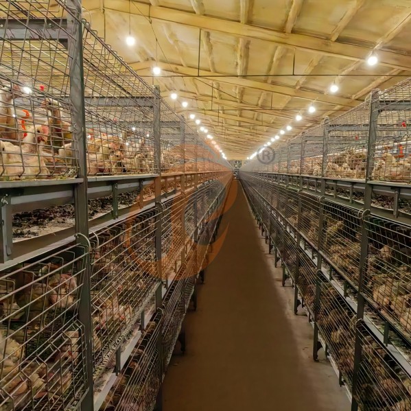 Battery cage system for brooder (15)