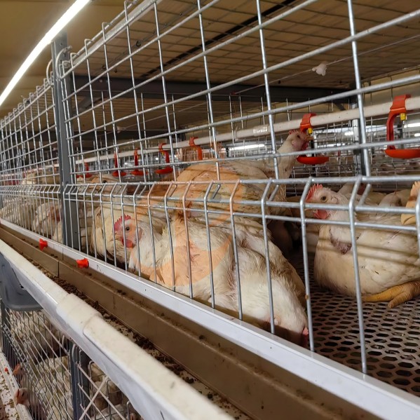 Battery cage system for brooder (18)