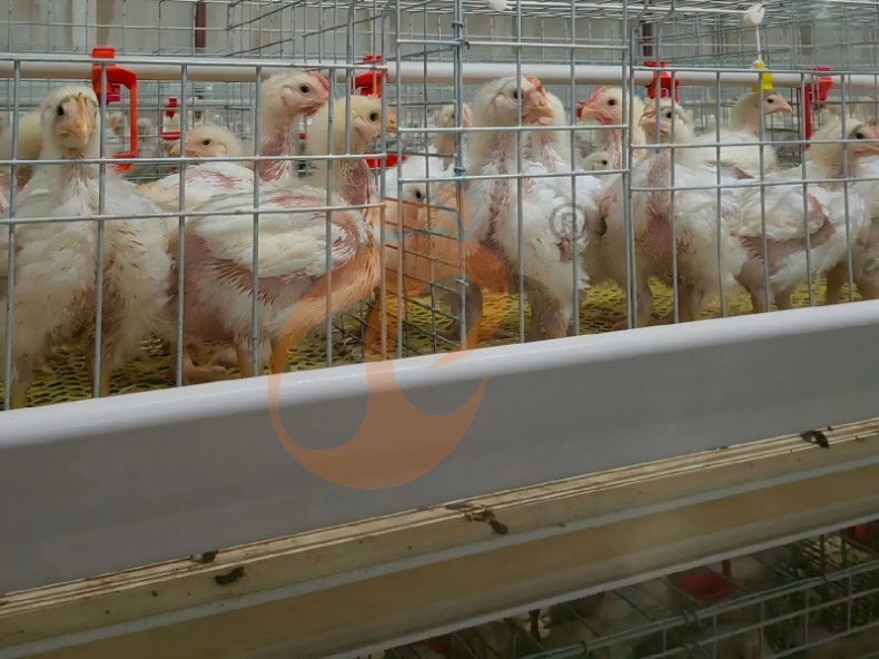 battery cage system for broiler (20)