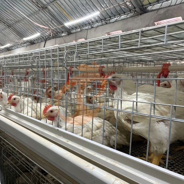 battery cage system for broiler (3)