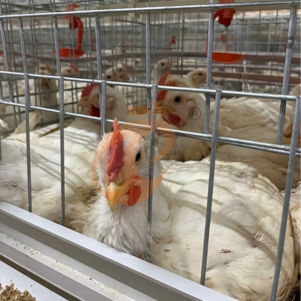 battery cage system for broiler (5)