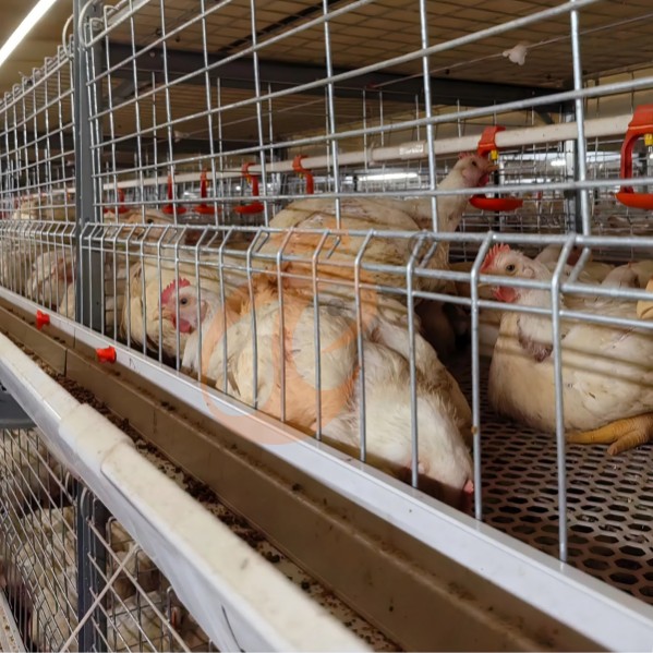 battery cage system for broiler (15)