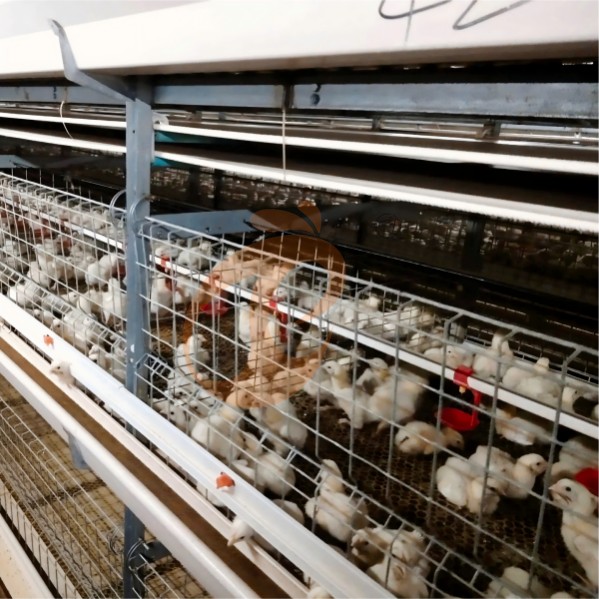 battery cage system for broiler (25)