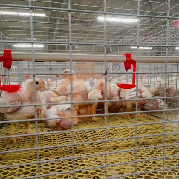battery cage system for broiler (3)