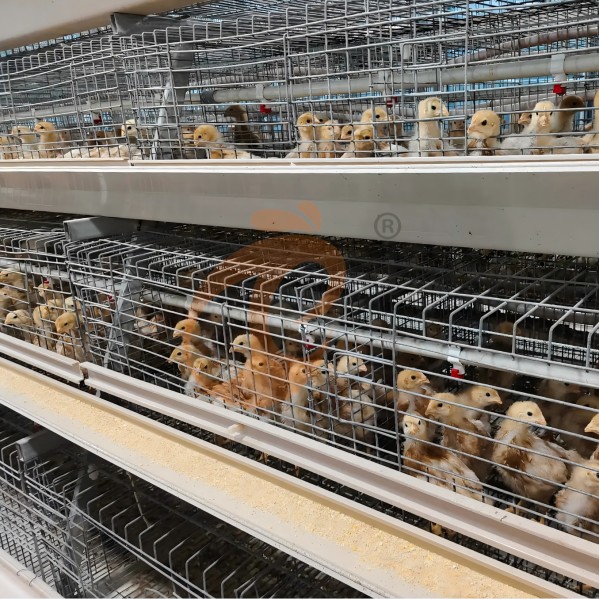 battery cage system for broiler (12)