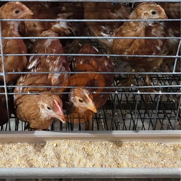 battery cage system for broiler (20)