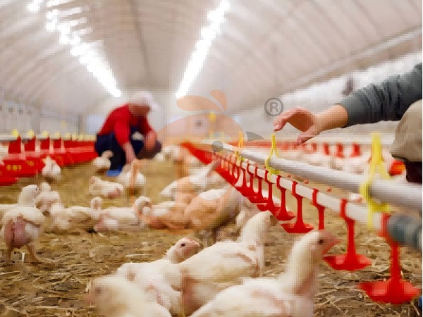 1762828801846699119616299008