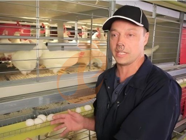 H A chicken battery cage for layers in poultry farm (43)