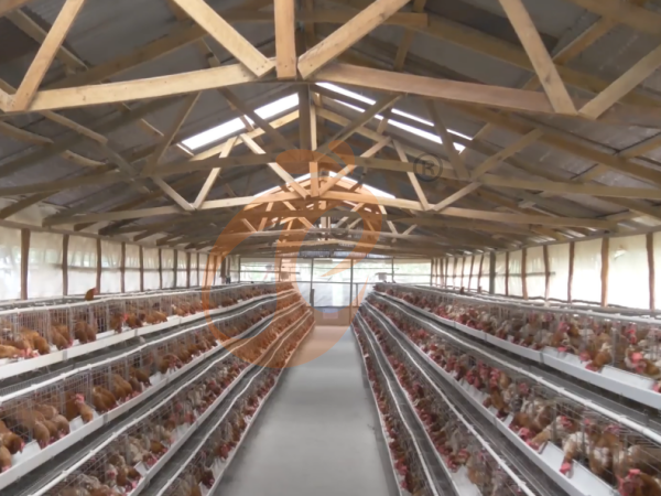 A H layer chicken battery cage price in poultry farm (23)
