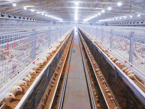 Broiler Cage1 (2) Broiler Cage1 (2)