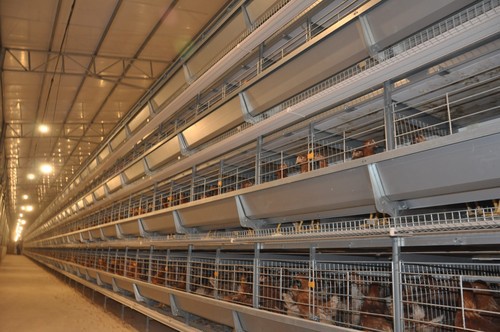 Luoto finished 3 rows 4 tiers battery cage system 