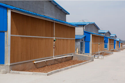 Luoto finished breeder project of 50,000 broilers 