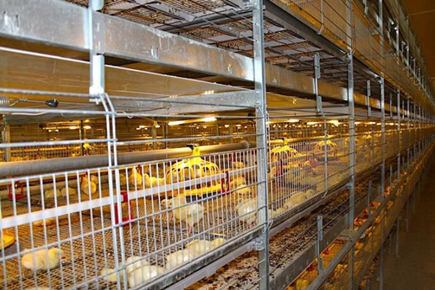 Luoto finished breeder project of 50,000 broilers 