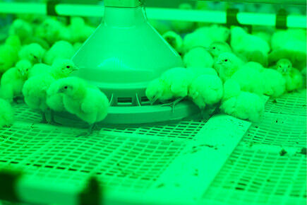 Luoto finished breeder project of 50,000 broilers 