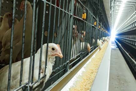 Luoto finished breeder project of raising 105,000 