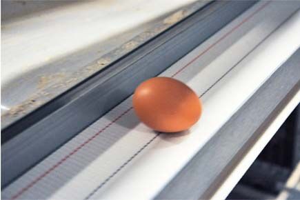 Luoto finished breeder project of raising 105,000 