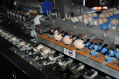 Luoto finished egg grading project of 100,000 laye