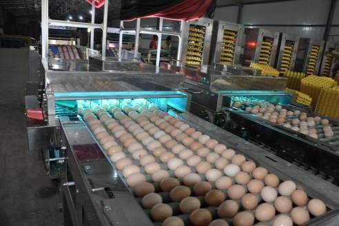 Luoto finished egg grading project of 100,000 laye