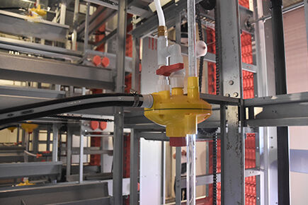 Luoto finished layer project of automatic chicken 