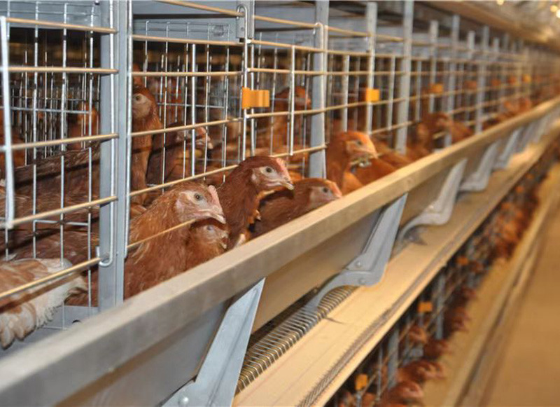 H type chicken layer cage (4).jpg