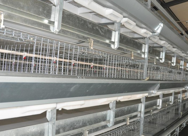 Pullet chicken cage (2).PNG