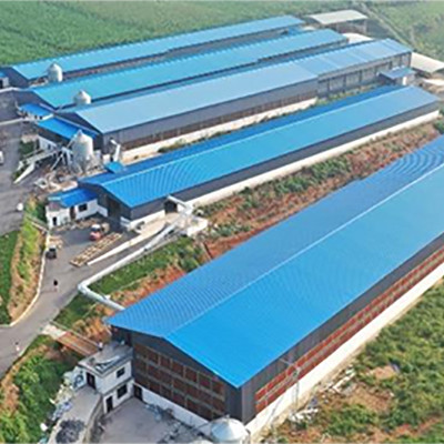 What is poultry farm liking with chicken cage in T