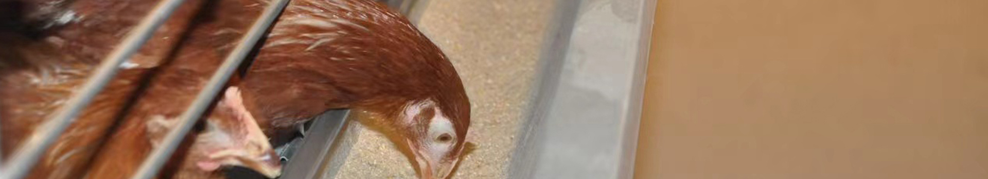 حلول مزارع الدجاج - بيوت الدجاج حلول مزارع الدجاج - بيوت الدجاج