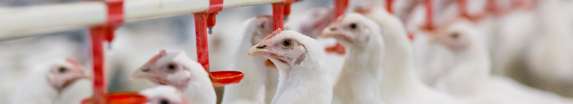 قطيع الدجاج - حلول بيوت الدجاج