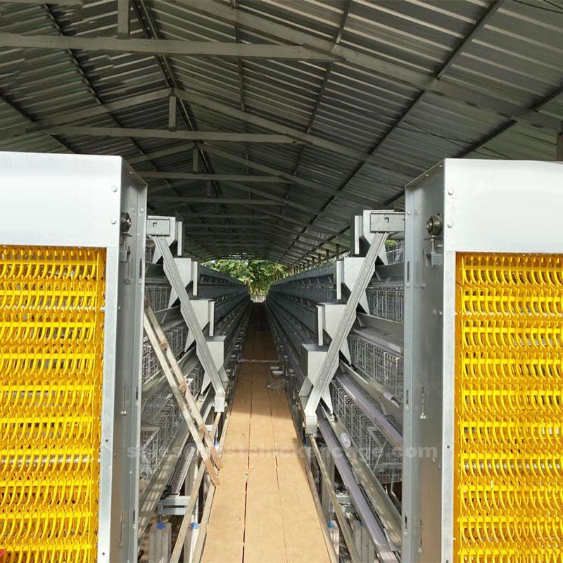 Do you know these on battery cages are designed to collect eggs promptly and efficiently