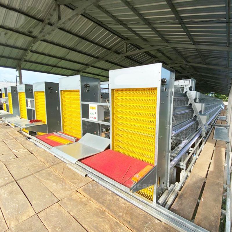 Battery cage for layer  often equipped with feeding and watering systems to provide the necessary resources for the hens