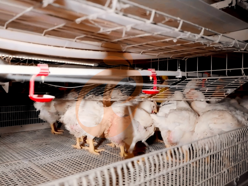 Cosecha Automática de Pollos de Engorde con Cadena, Sistema Automático de Jaulas en Batería para Pollos de Engorde en Estructura en H