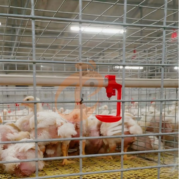battery cage system for broiler (22)