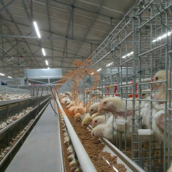 battery cage system for broiler (24)
