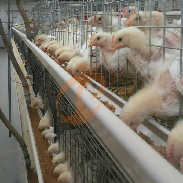 battery cage system for broiler (26)