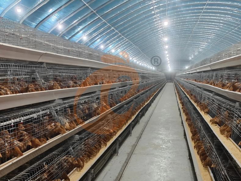 Costo del sistema de jaulas para pollos de engorde Vs. crianza en libertad: análisis de 2026