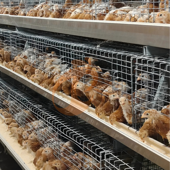 Errores de diseño de jaulas para pollos de engorde que aumentan el riesgo de mortalidad