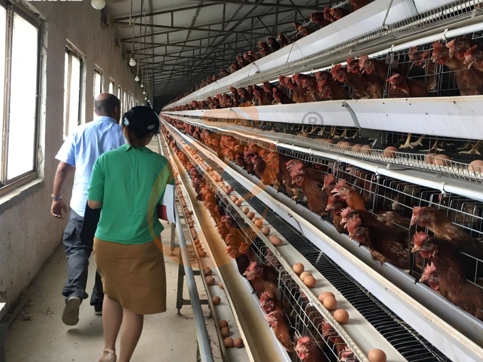 battery cage poultry farming (2)