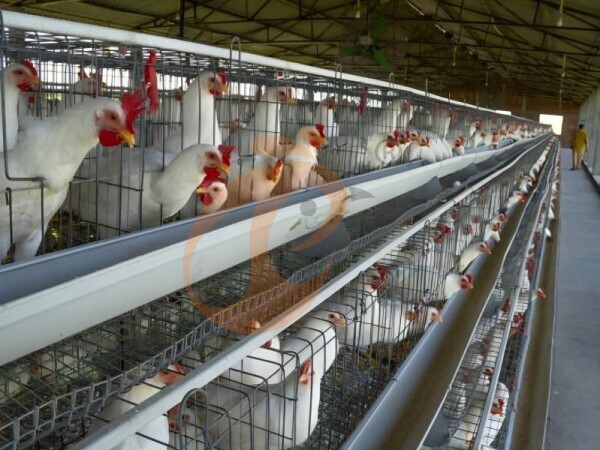 Mantenimiento de la jaula para gallinas ponedoras | 7 consejos clave para el uso a largo plazo