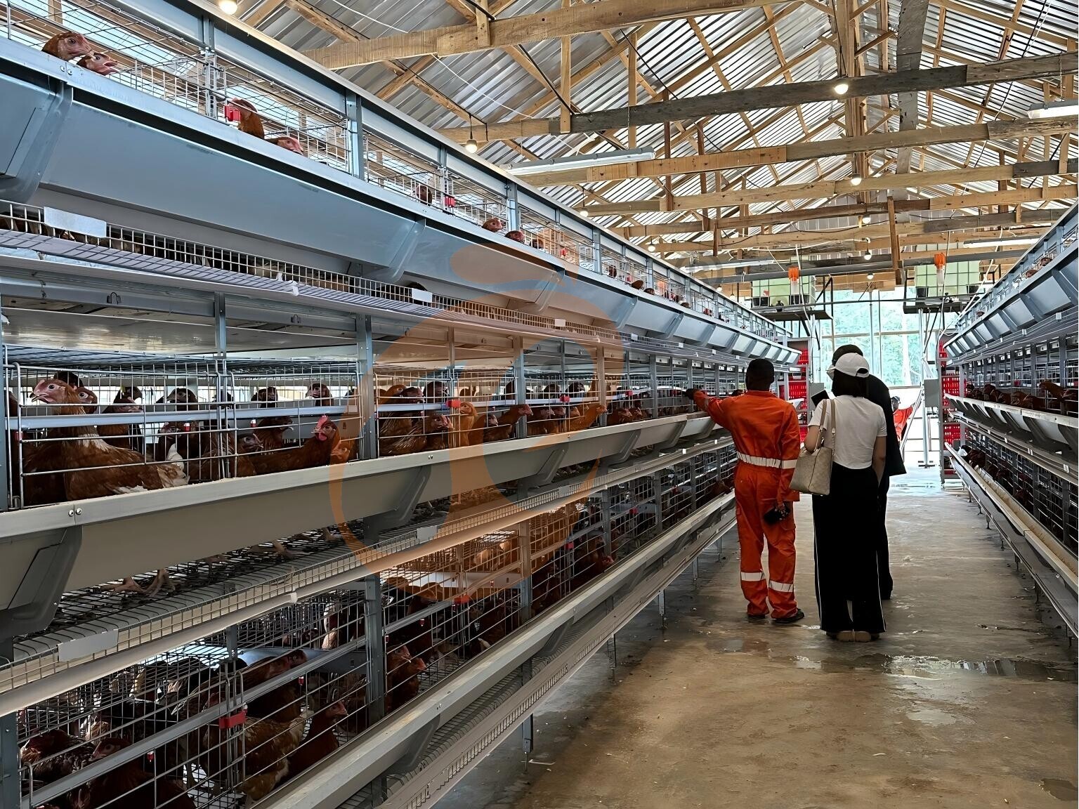 Estudio de caso: Granja avícola exitosa que utiliza jaulas en batería