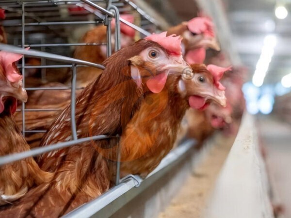 chicken battery cage poultry farming (71)