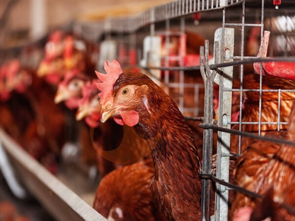 ¿Cómo reducen el desperdicio de alimento las jaulas avícolas optimizadas tipo H?