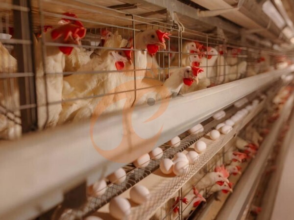 ¿Cómo mejoran las jaulas para pollos tipo H la eficiencia de producción de huevos en las granjas avícolas?