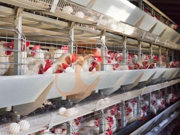 Granja Avícola en Etiopía: Precios de Jaulas, Costos, Equipos y Plan de Negocios