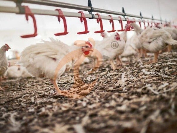 1761626635841656870872264704