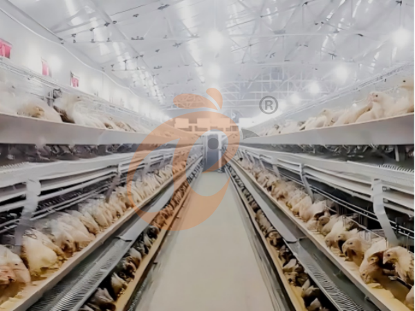 ¿Cuál es la vida útil de las jaulas industriales para gallinas ponedoras tipo H de Etiopía