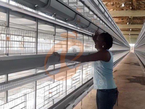 4 Pasos Fáciles para Limpiar y Mantener Jaulas de Pollo Tipo H Etíopes