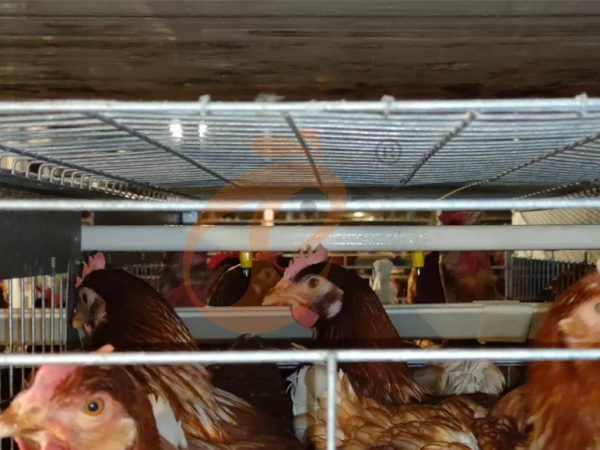 ¿Cómo ayudan las jaulas para gallinas tipo H a la cría de ponedoras de alta densidad en granjas avícolas?