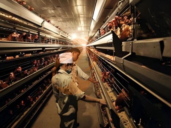 ¿Cómo pueden las jaulas de pollo tipo H etíopes de alta resistencia reducir los costos de mano de obra y alimentación en las granjas avícolas?