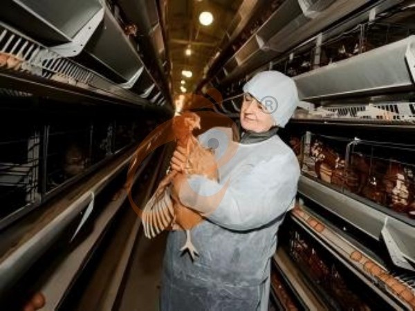 H A chicken battery cage for layers in poultry farm (64) H A chicken battery cage for layers in poultry farm (64)